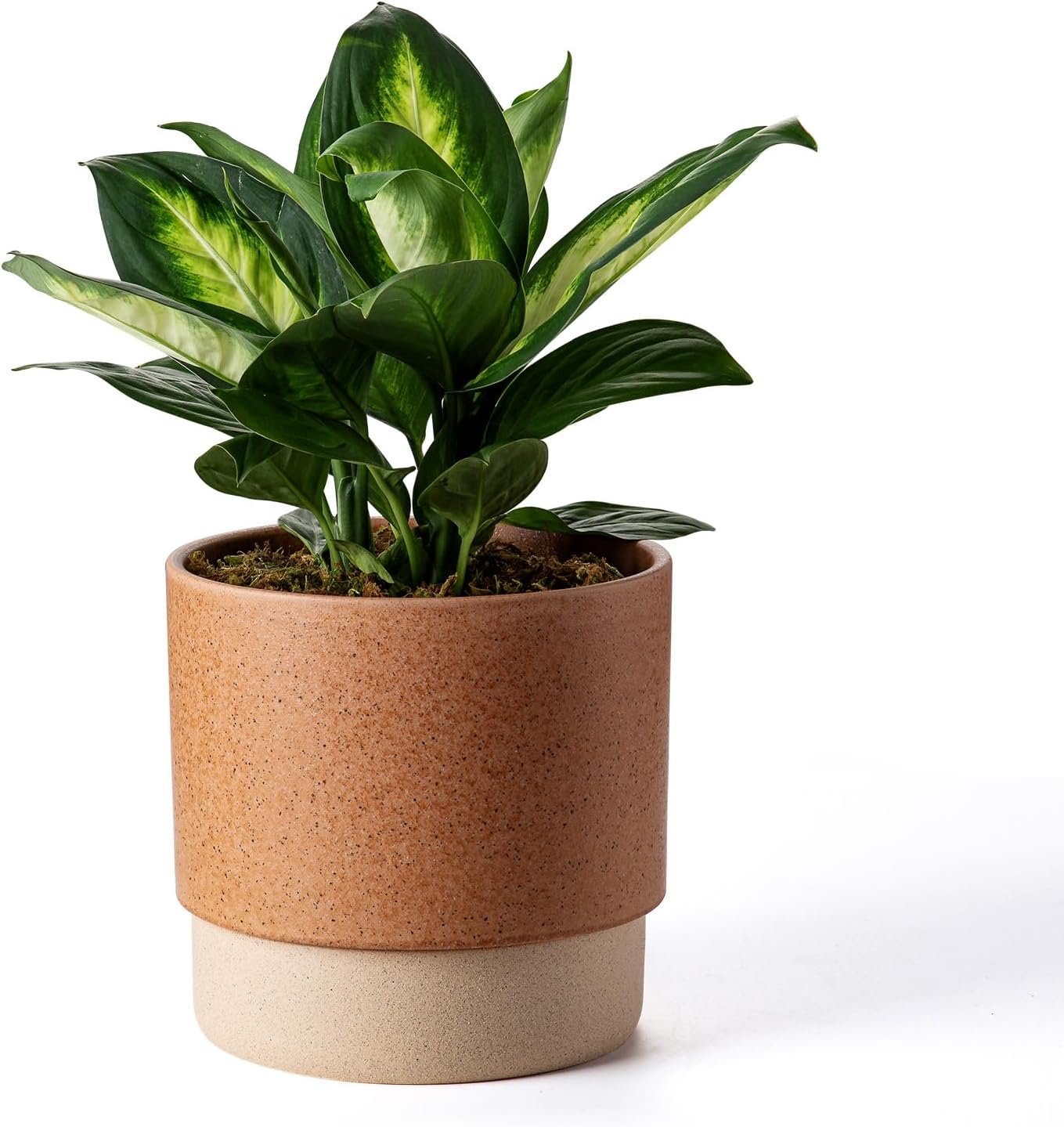 8 Inch Ceramic Self Watering Planter with Drainage Hole Terracotta