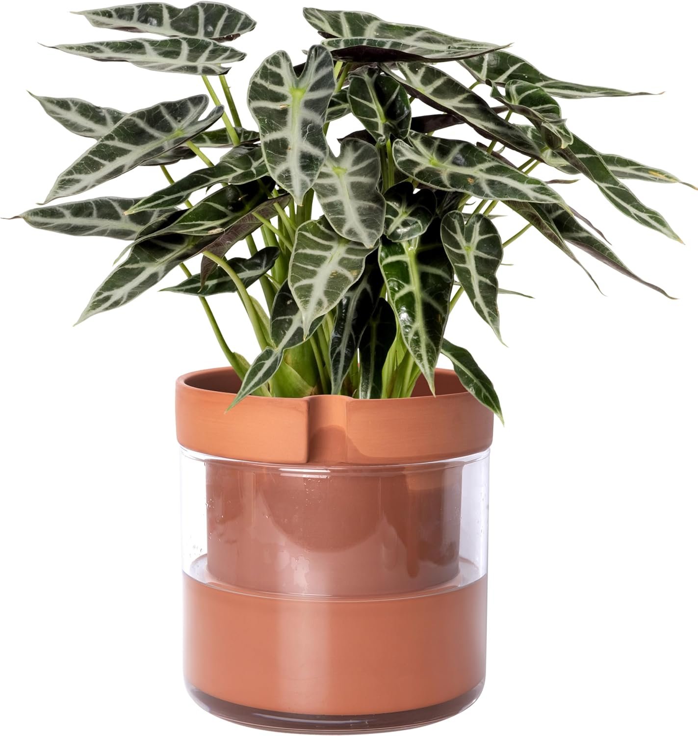 Phoenix Vine 8 Inch Self Watering Planter Pot, Terracotta Clay Pot with Glass Reservoir for Indoor Plants, Herbs, Flowers, Set of 1, 52-A-H-1