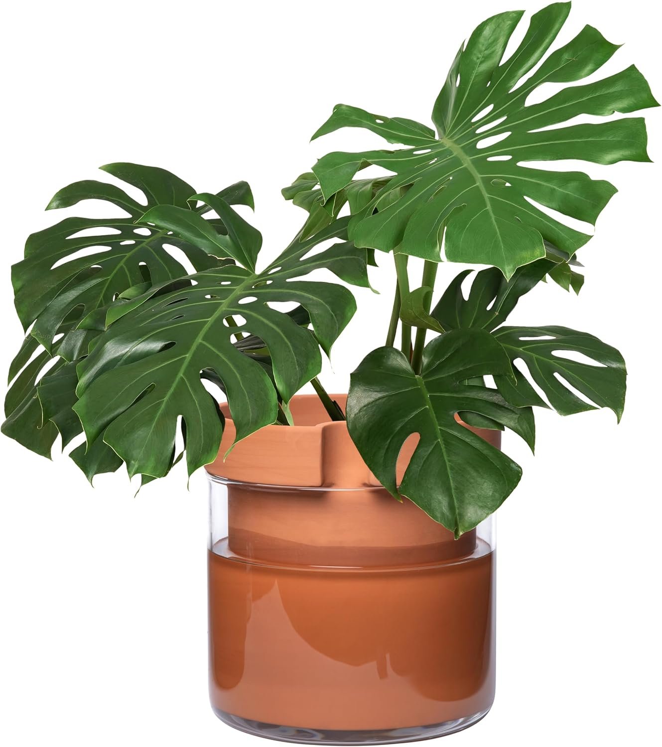 Phoenix Vine 10 Inch Self Watering Planter Pot, Terracotta Clay Pot with Glass Reservoir for Indoor Plants, Herbs, Flowers, Set of 1, 52-A-I-1
